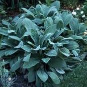 Stachys byzantina 'Helene Von Stein' - Lamb's Ear from Hoffie Nursery