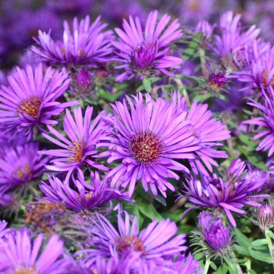 Aster dumosus Wood's Purple