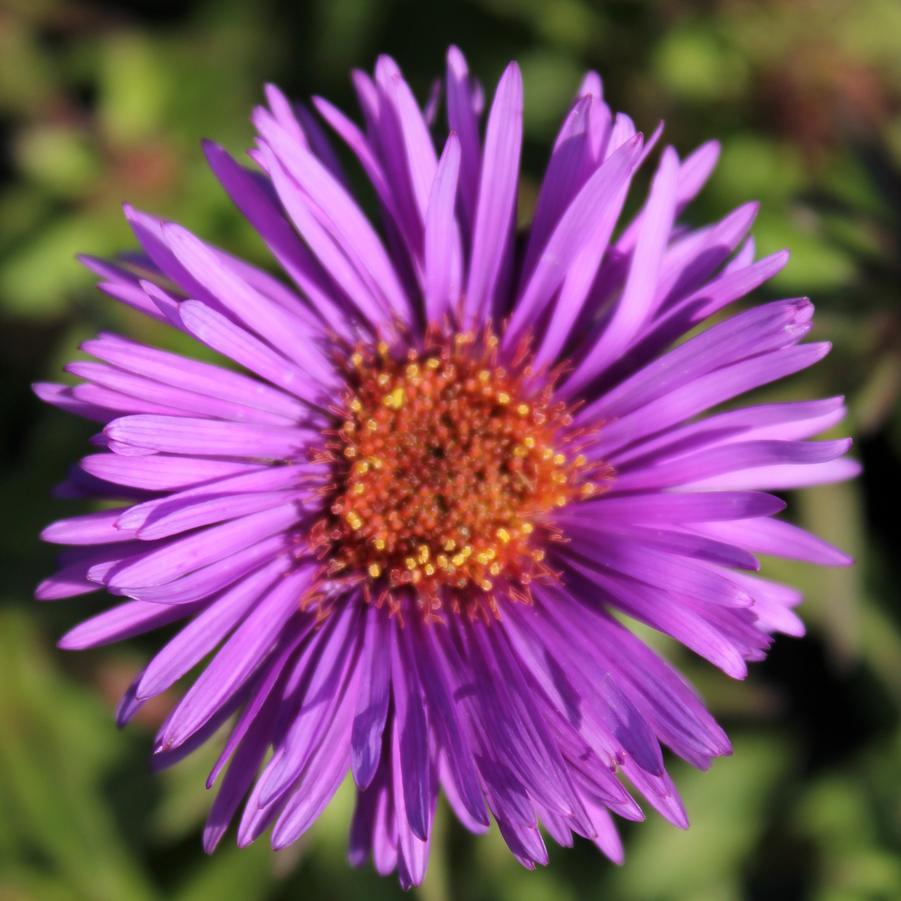 Aster novae-angliae 'Purple Dome' - New England Aster from Hoffie Nursery