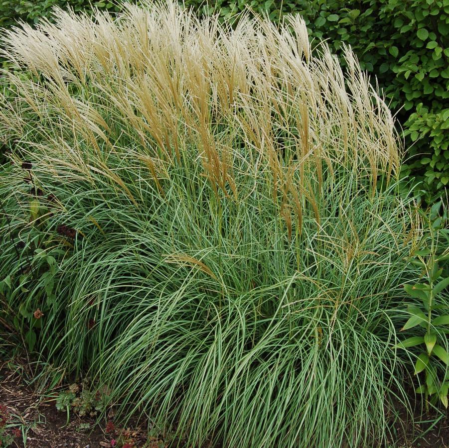 Miscanthus sinensis Adagio