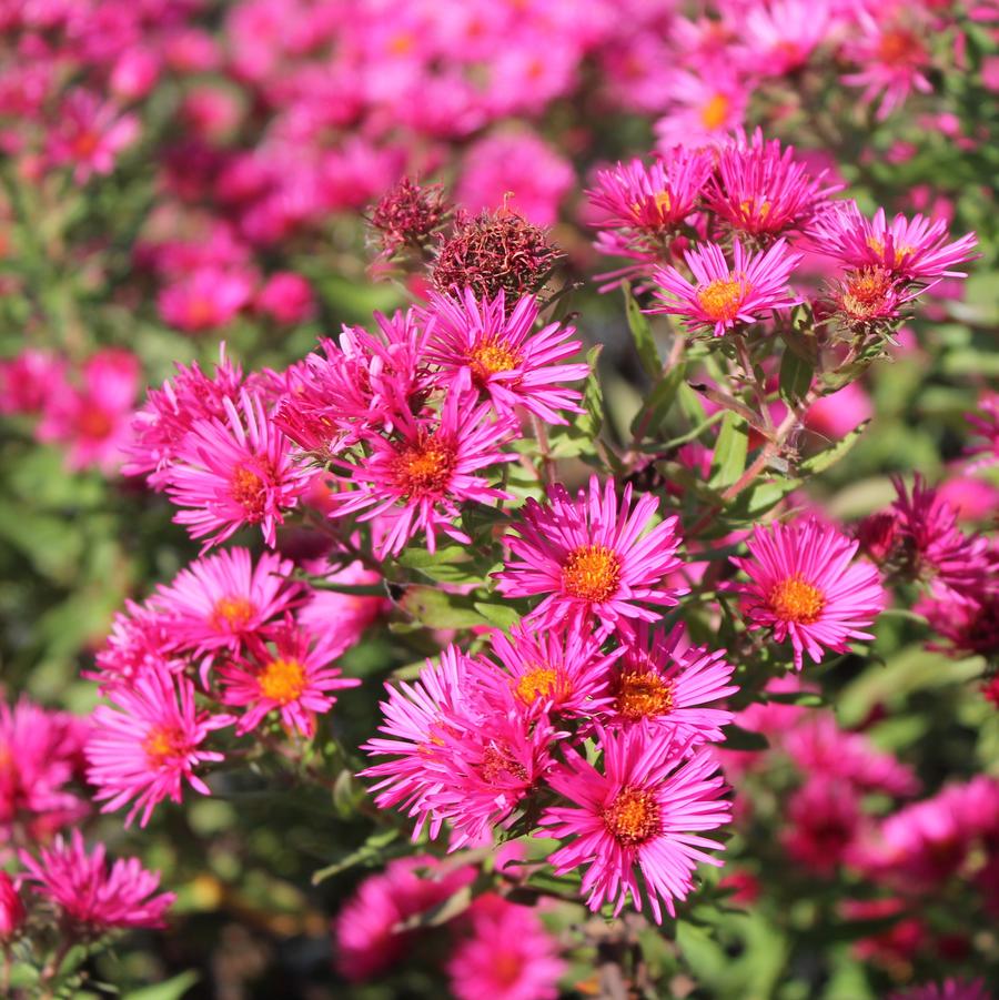 Aster novae-angliae Alma Potschke