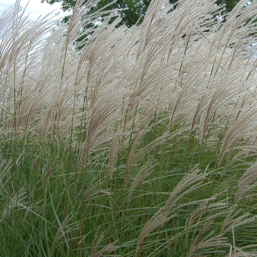 Miscanthus sinensis Graziella