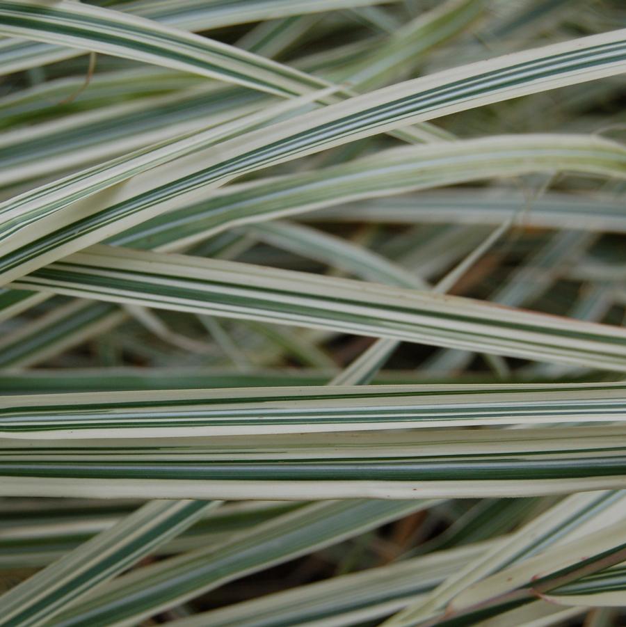 Miscanthus sinensis Variegatus