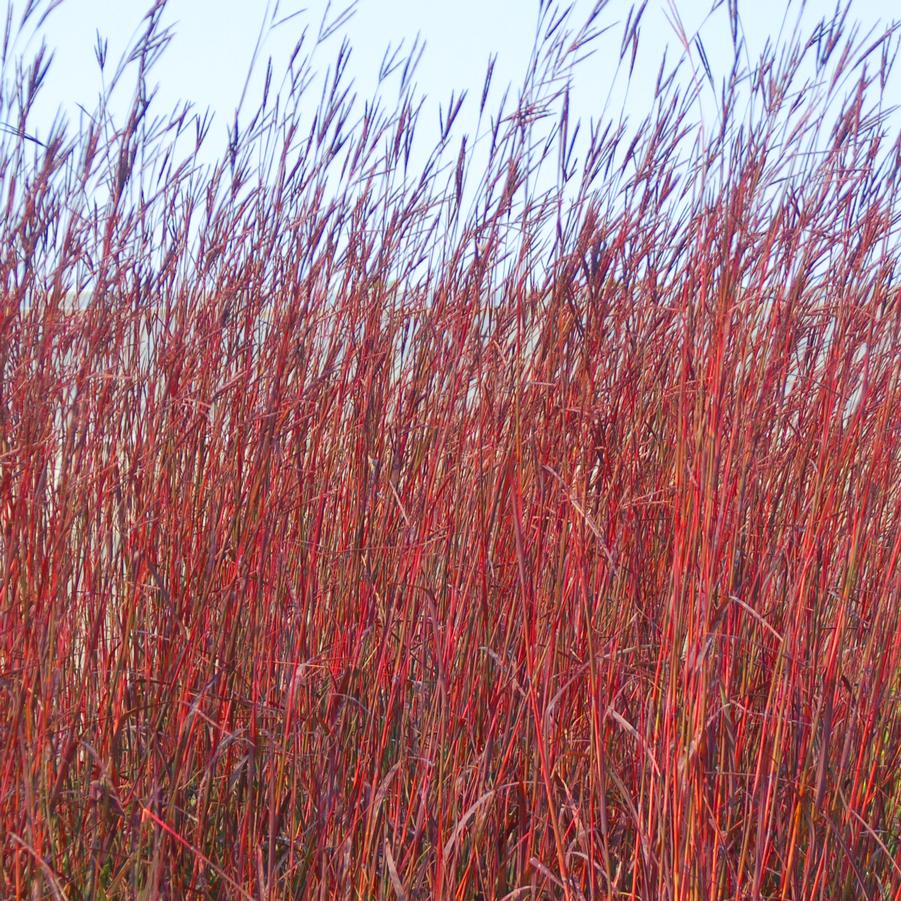 Andropogon gerardii 'Red October' - Big Bluestem from Hoffie Nursery