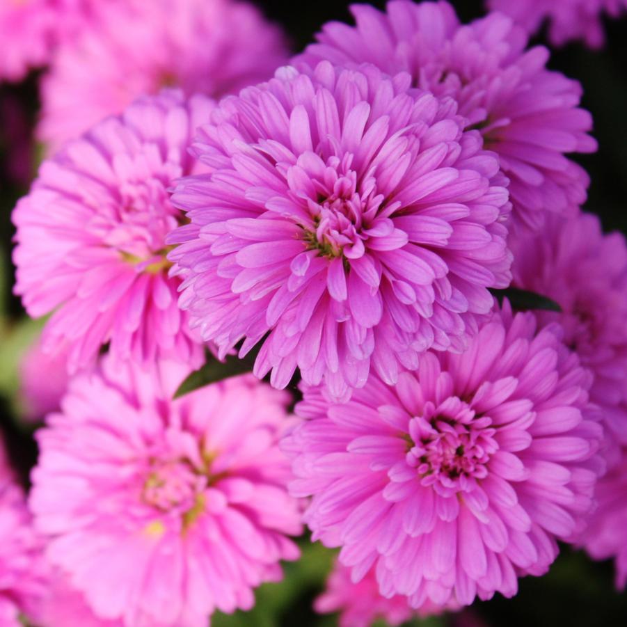 Aster 'Henry III Pink' - Fall Aster from Hoffie Nursery