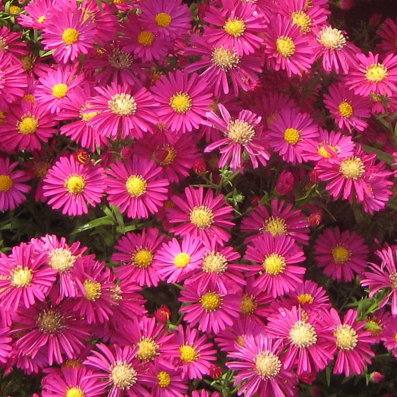 Aster 'Hazy' - Fall Aster from Hoffie Nursery