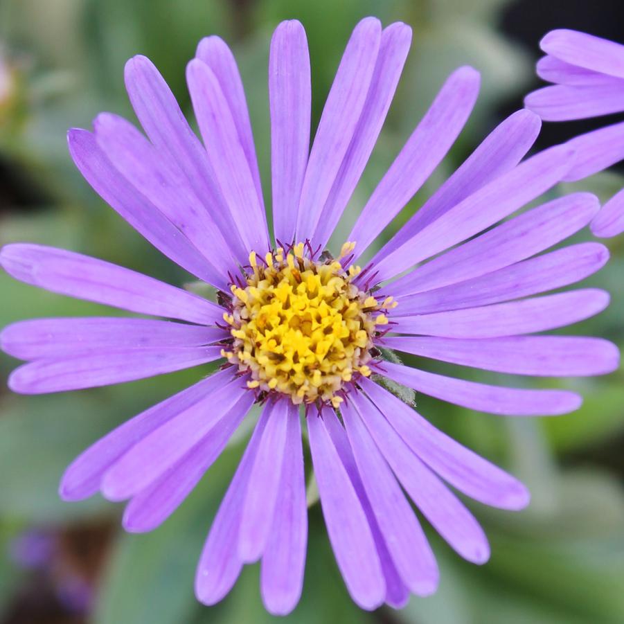 Aster 'Blue Autumn' - Hybrid Aster from Hoffie Nursery