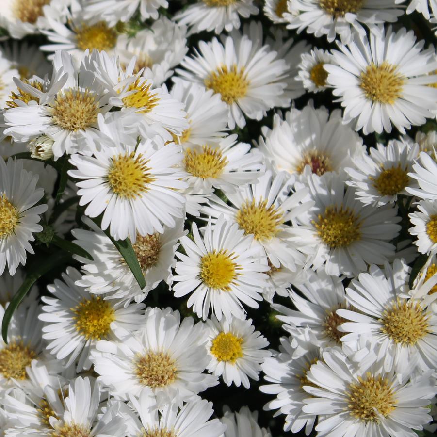 Aster 'Puff' - Fall Aster from Hoffie Nursery