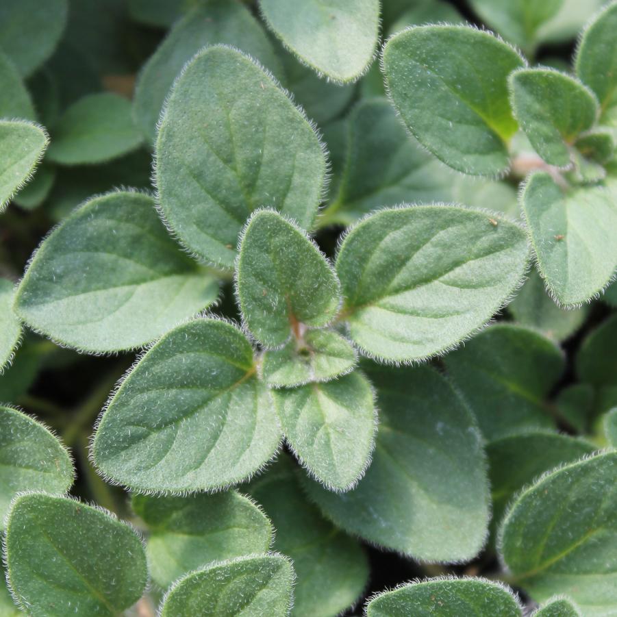 Oregano 'Hot & Spicy' - Origanum from Hoffie Nursery