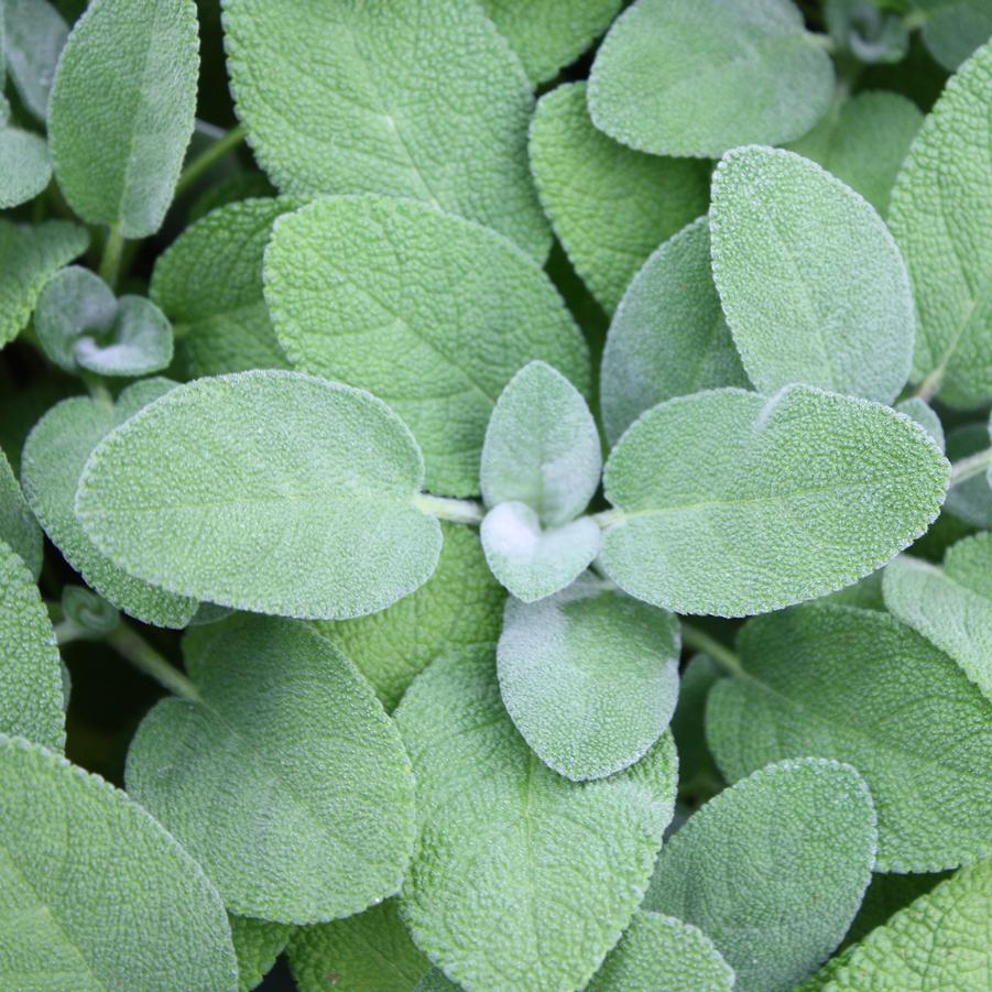 Sage 'Berggarten' - Salvia officinalis from Hoffie Nursery