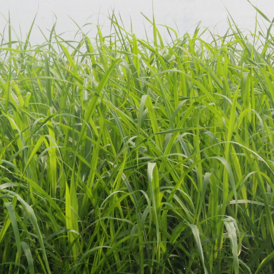 Lemon Grass - Cymbopogon citratus from Hoffie Nursery