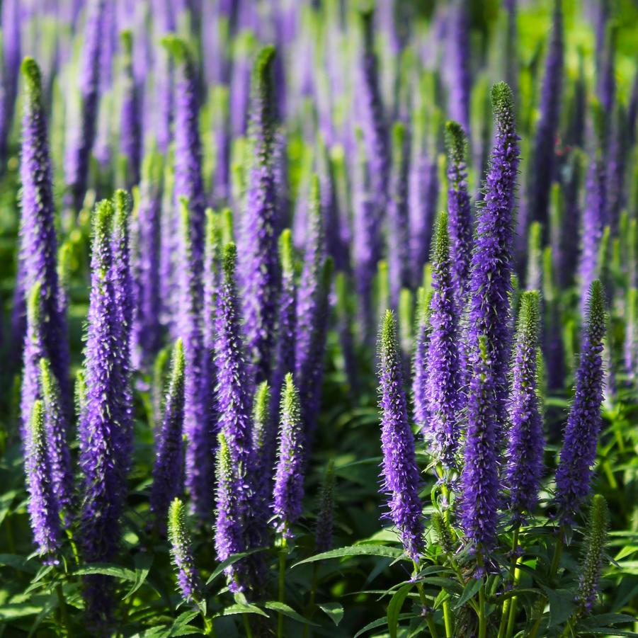 Veronica spicata 'Royal Candles' - Spiked Speedwell from Hoffie Nursery