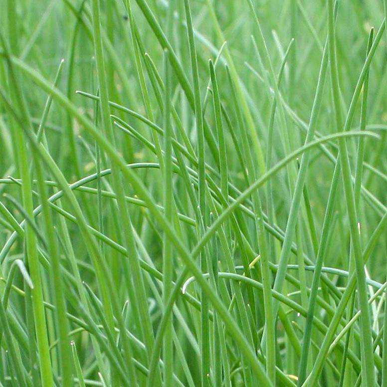 Chives, Common - Common Chives/Allium schoenoprasum (Perennial) from Hoffie Nursery