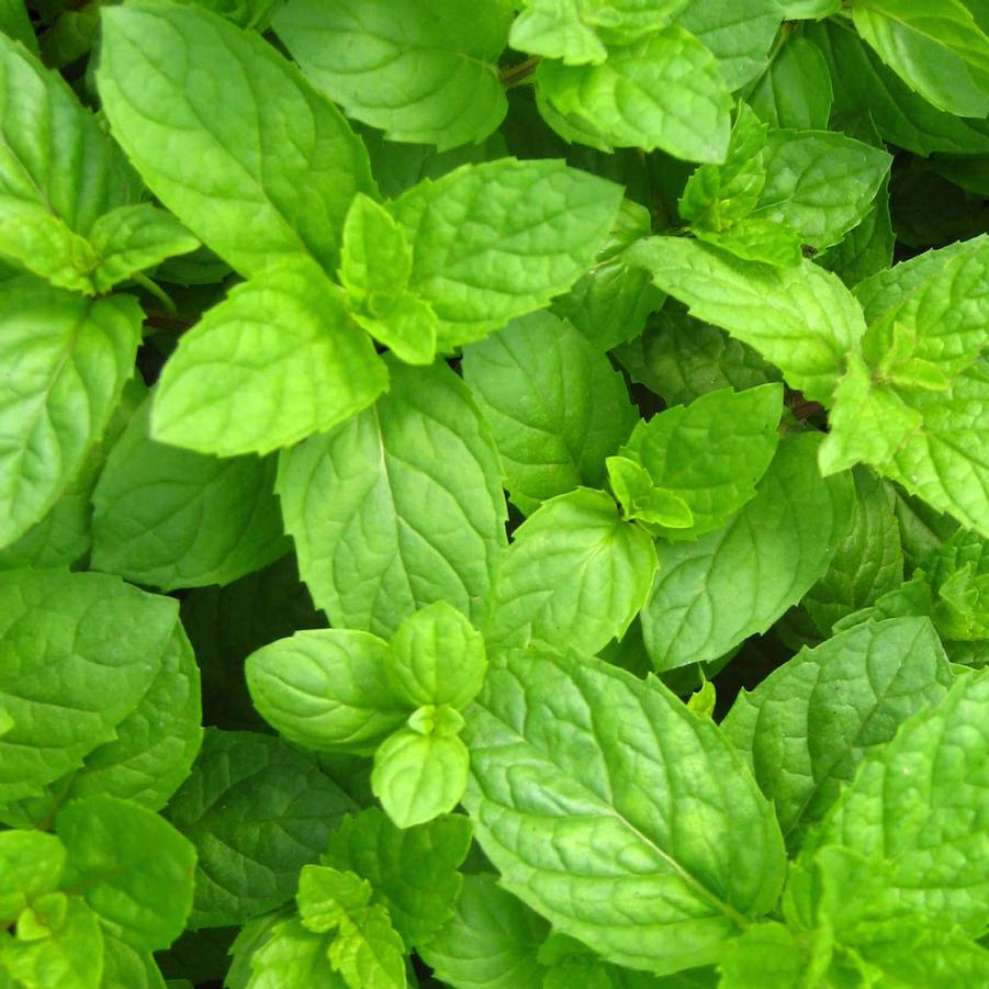 Spearmint - Mentha from Hoffie Nursery