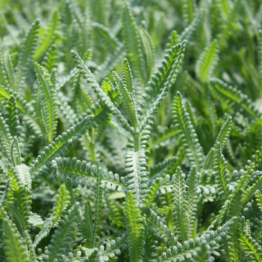 Lavender, French - Lavandula from Hoffie Nursery