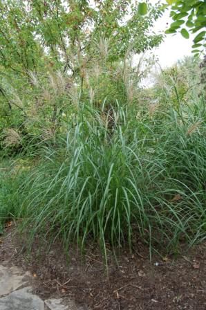 Miscanthus Plumes – Be Home