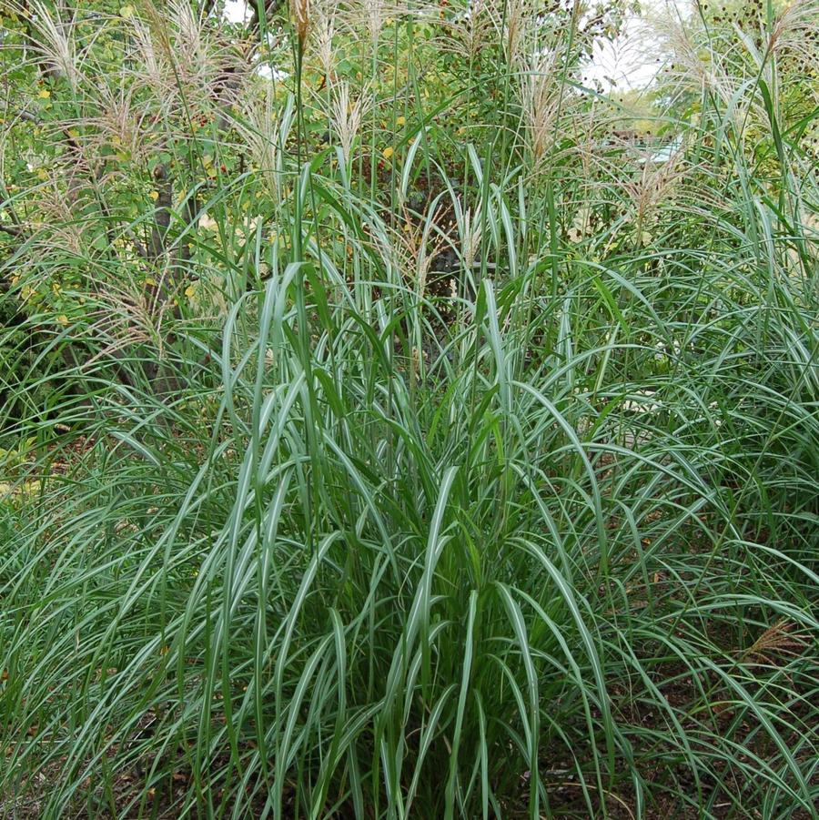 Miscanthus sinensis Silberfeder