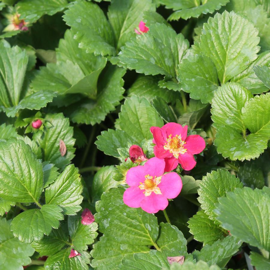 Strawberry 'Tristan' - Everbearing Strawberry from Hoffie Nursery