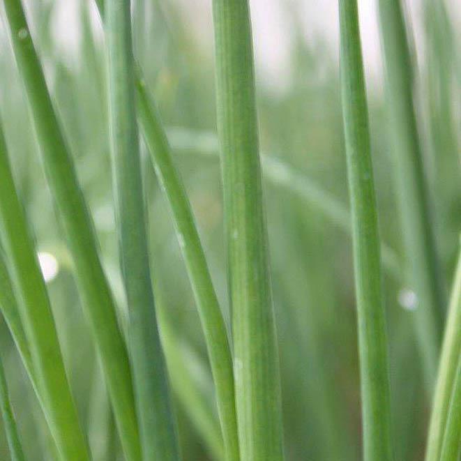 Chives, Garlic - Garlic Chives/Allium tuberosum (Perennial) from Hoffie Nursery