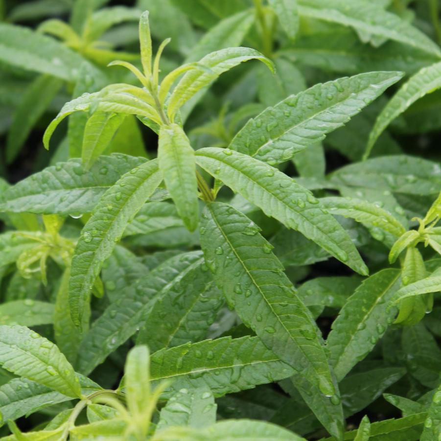 Lemon Verbena Aloysia triphylla from Hoffie Nursery