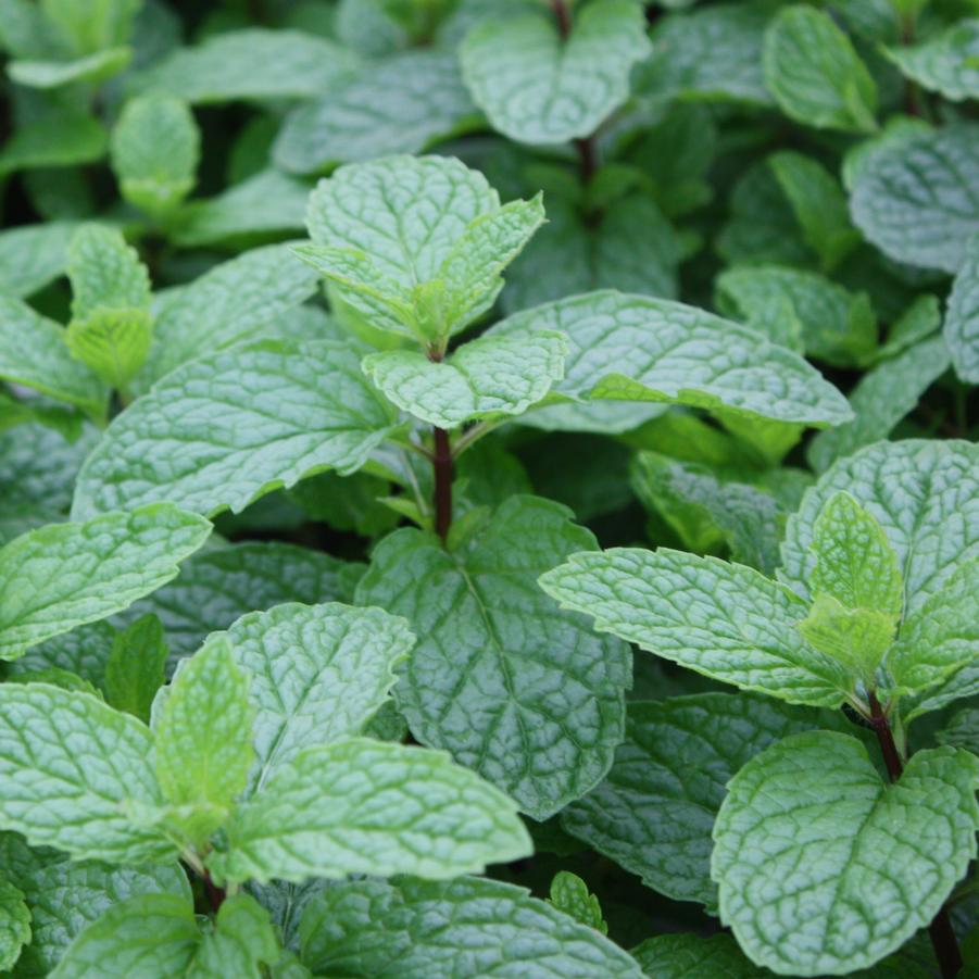 Mint, Mojito - Mentha villosa from Hoffie Nursery