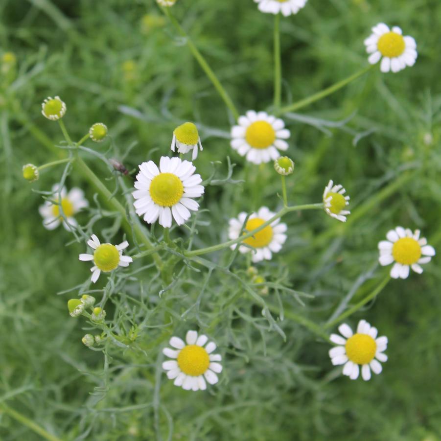 Chamomile - German Chamomile/Matricaria recutita (Annual) from Hoffie Nursery