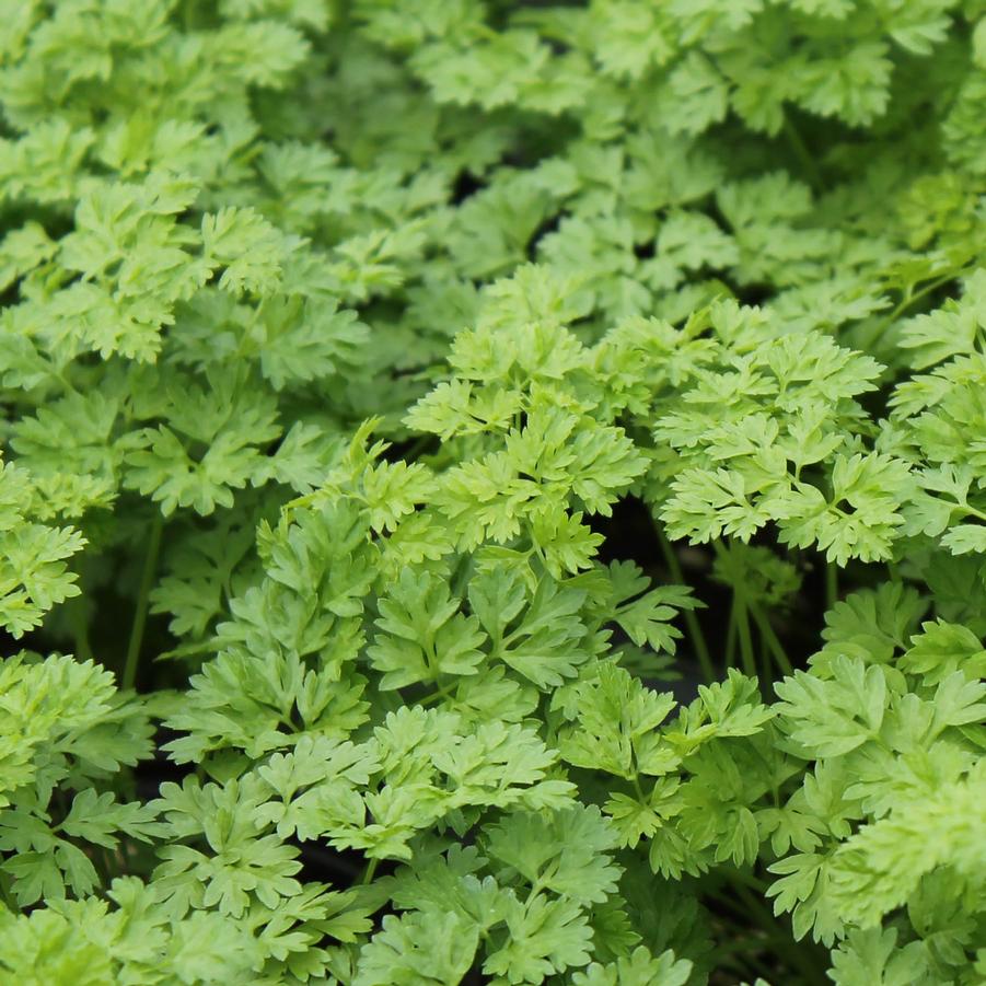 Chervil - Chervil/Anthriscus cerefolium (Annual) from Hoffie Nursery