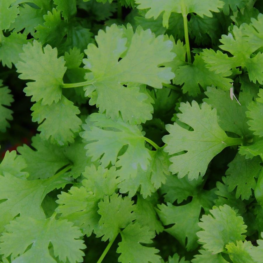 Cilantro - Cilantro/Coriander/Coriandrum sativum (Annual) from Hoffie Nursery