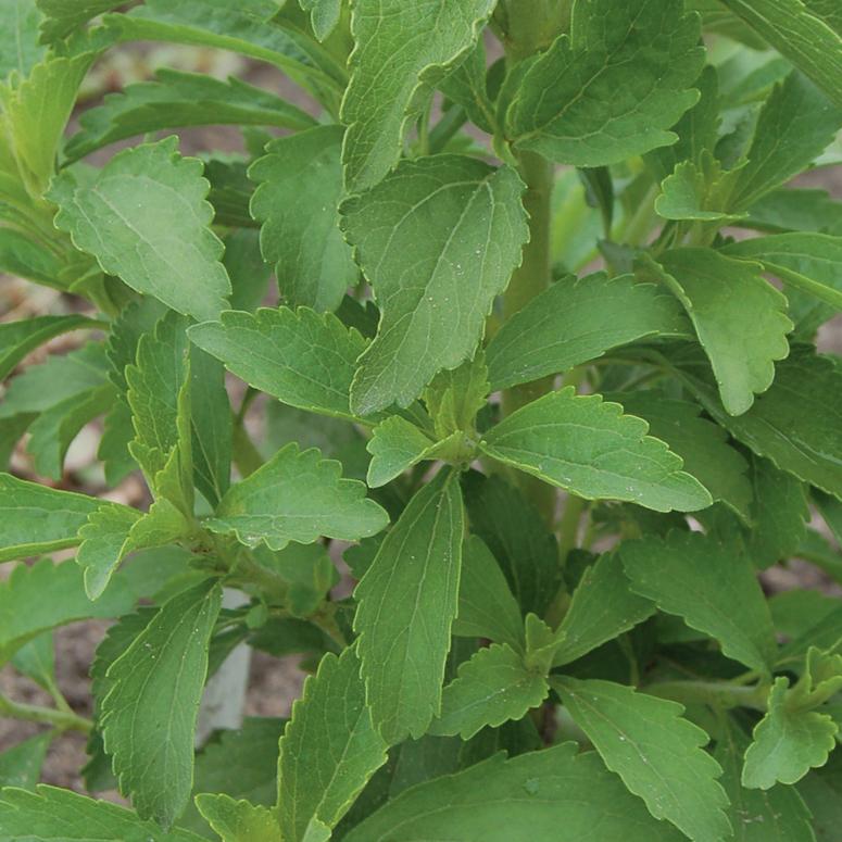 Stevia the Sweet Herb