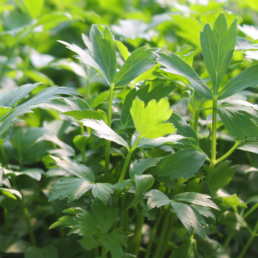 Lovage - Levisticum officinale from Hoffie Nursery