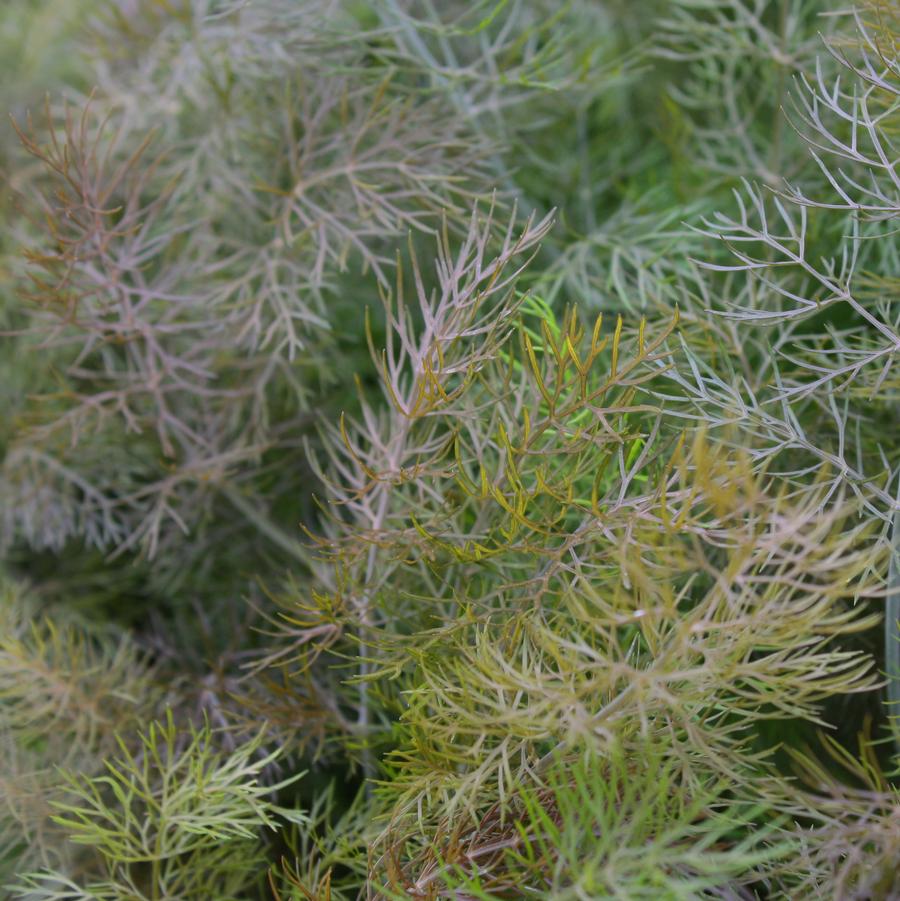 Fennel, Bronze - Foeniculum vulga from Hoffie Nursery