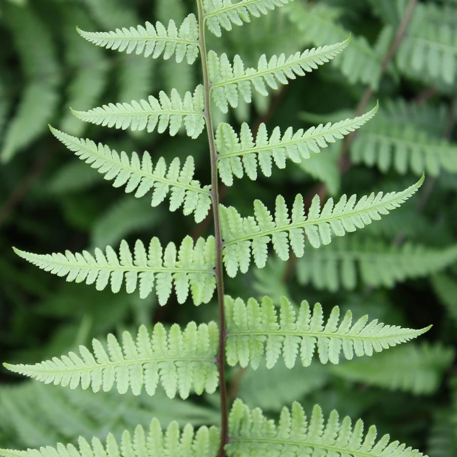 Athyrium filix-femina - Lady Fern from Hoffie Nursery