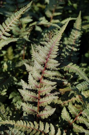 Athyrium nipponicum Pictum