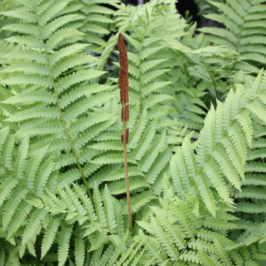Osmunda cinnamomea - Cinnamon Fern from Hoffie Nursery