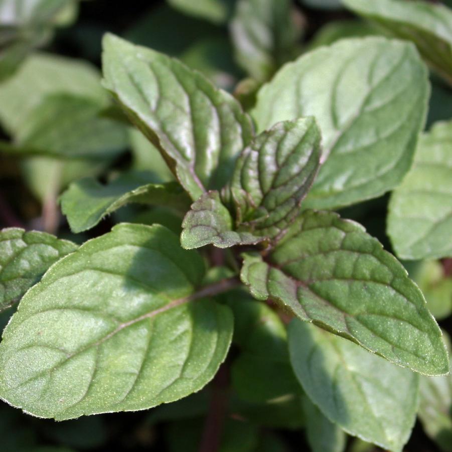 Mint, Chocolate - Chocolate Mint/Mentha piperita (Perennial) from Hoffie Nursery