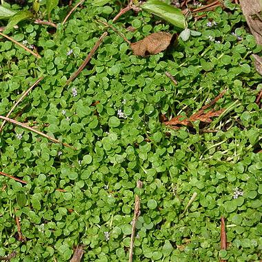 Mint, Corsican - Mentha requienii from Hoffie Nursery