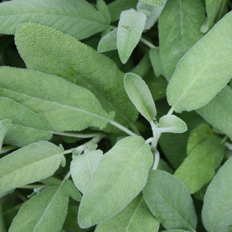 Sage, Common - Salvia officinalis from Hoffie Nursery