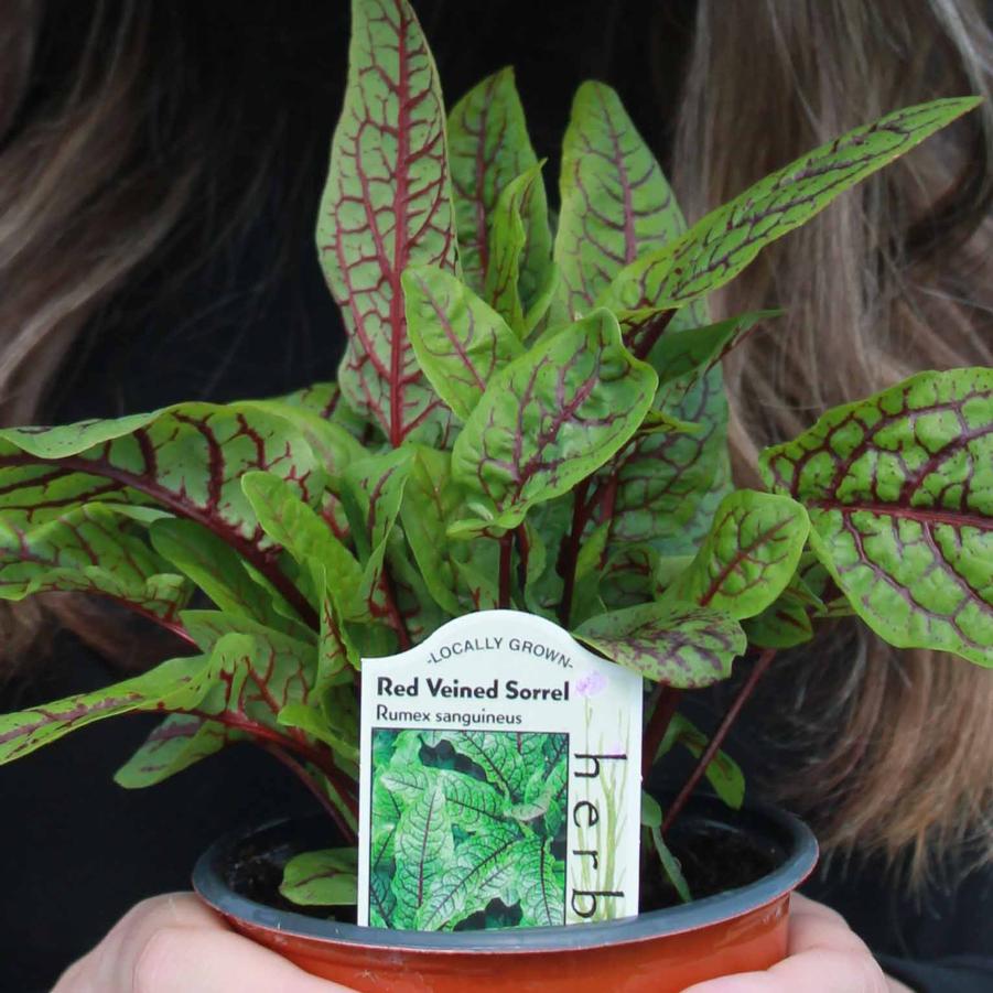 Sorrel 'Red Veined' - Rumex sanguineus from Hoffie Nursery