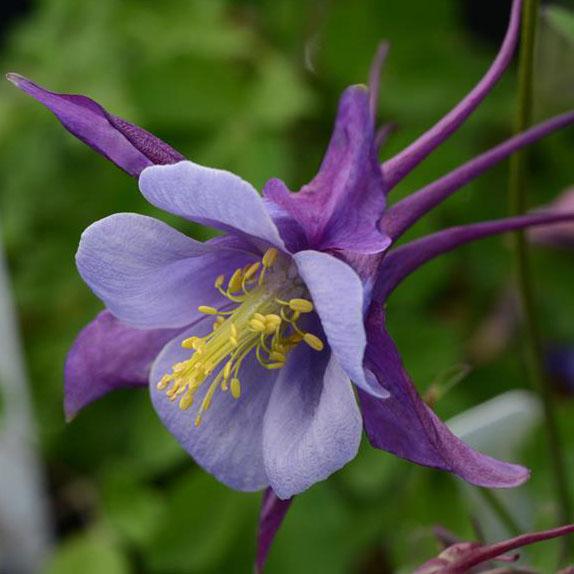 Aquilegia Earlybird Purple Blue - Columbine from Hoffie Nursery