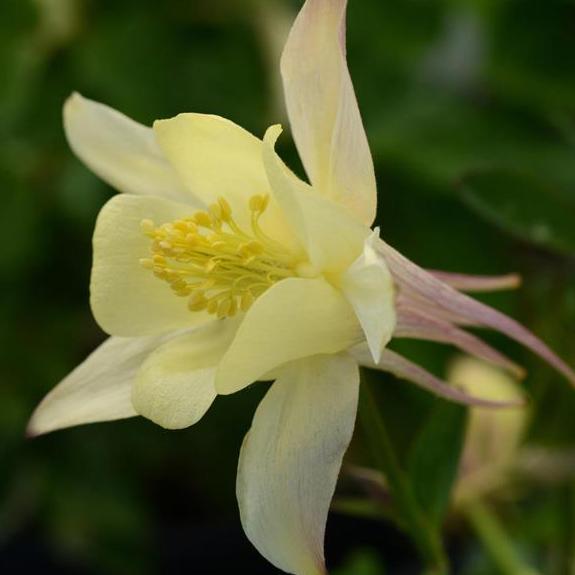 Aquilegia Earlybird™ Yellow - Columbine from Hoffie Nursery