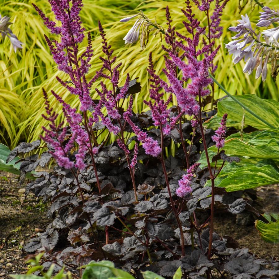 Astilbe 'Dark Side of the Moon' - Chinese False Spirea from Hoffie Nursery