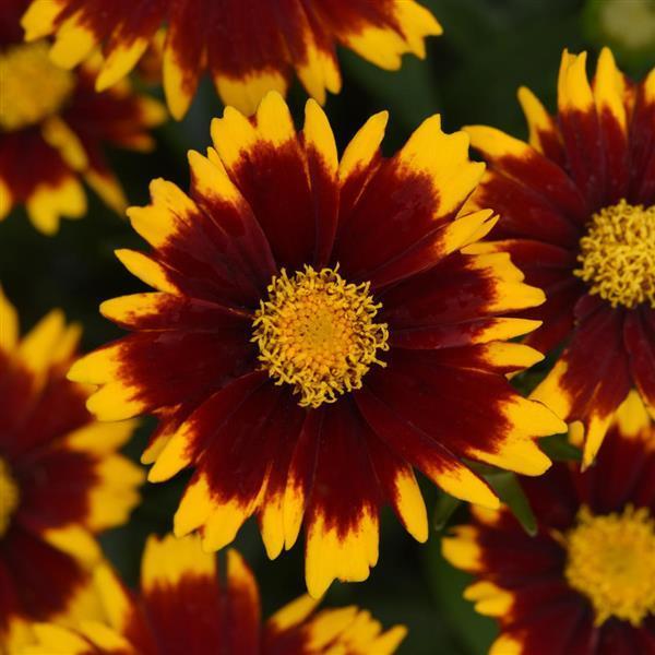 Coreopsis Uptick 'Red' - Tickseed from Hoffie Nursery