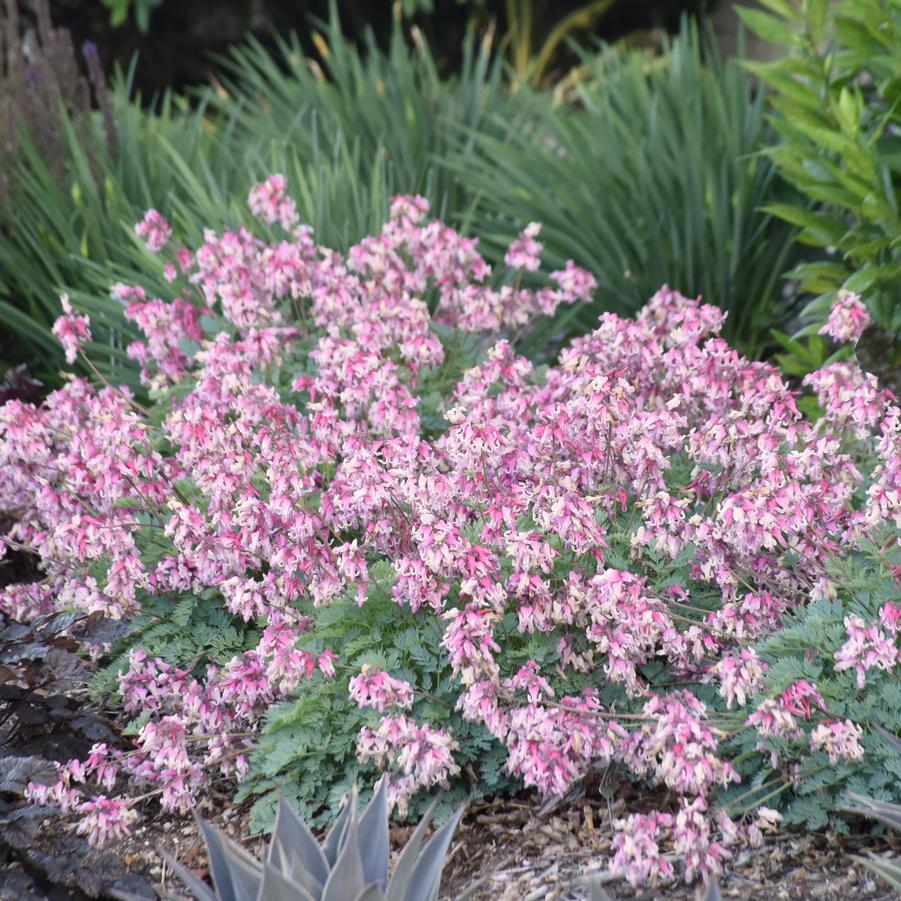 Dicentra 'Pink Diamonds' - Fern-leaved Bleeding Heart from Hoffie Nursery