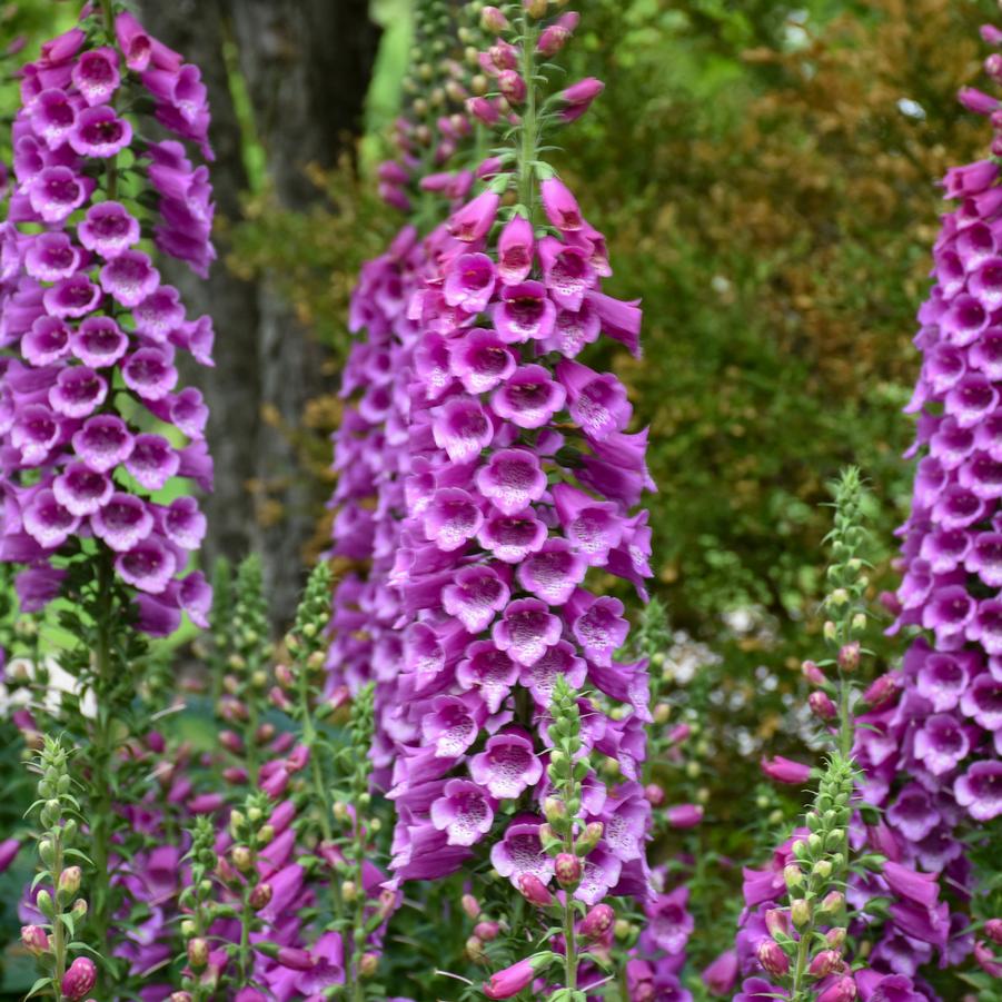 Digitalis purpurea 'Dalmatian Purple' - Foxglove from Hoffie Nursery