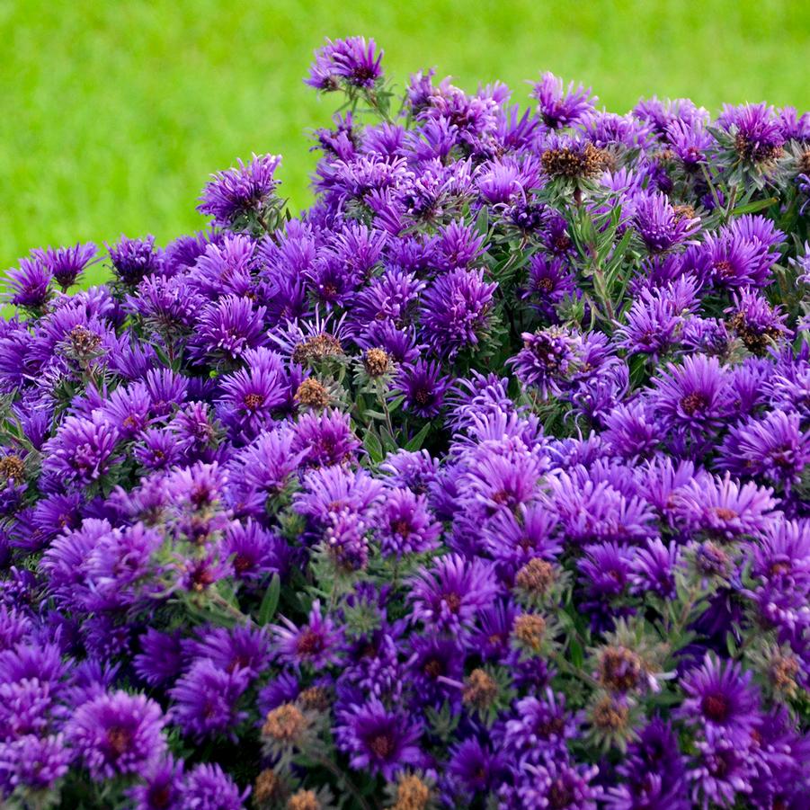 Aster novae-angliae 'Grape Crush' - New England Aster from Hoffie Nursery