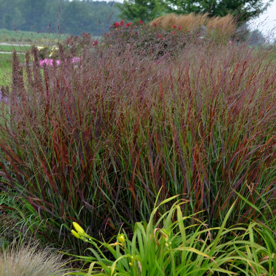 Panicum virgatum Prairie Winds 'Cheyenne Sky' - Red Switch Grass from Hoffie Nursery