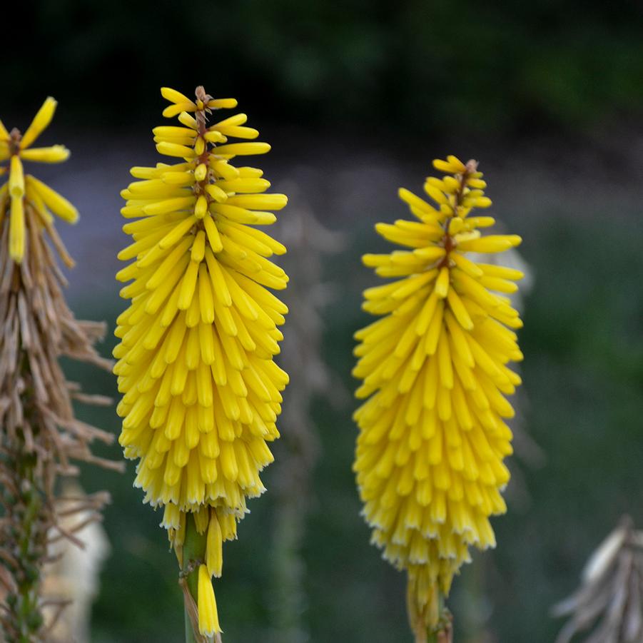 Kniphofia 'Gold Rush' - Hot Poker from Hoffie Nursery