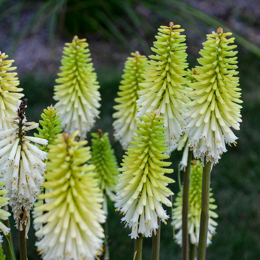 Kniphofia 'Lady Luck' - Hot Poker from Hoffie Nursery