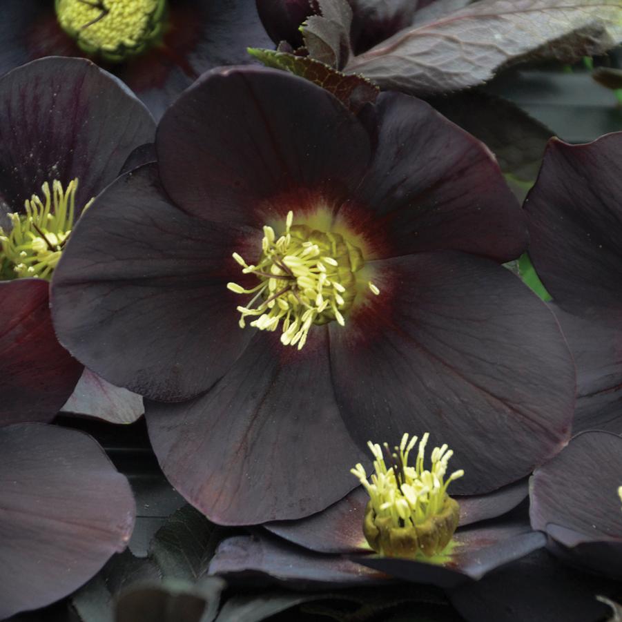 Helleborus Honeymoon� 'New York Night' - Lenten Rose from Hoffie Nursery