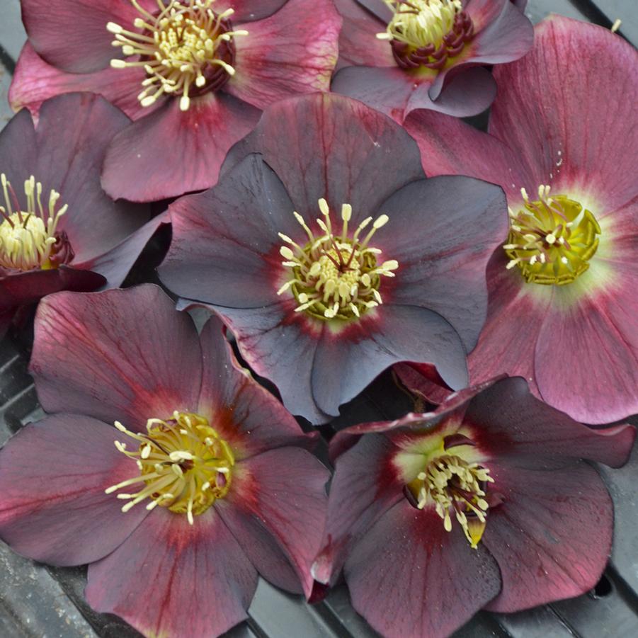 Helleborus Honeymoon® 'Rome in Red' - Lenten Rose from Hoffie Nursery